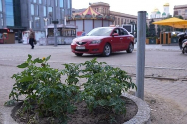 Томати замість квітів: інноваційний підхід до озеленення у Дніпрі